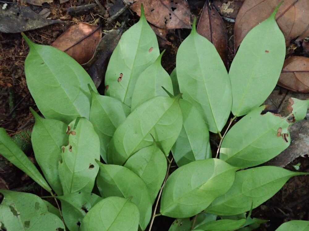 Cleistanthus itsoghensis — houseplant care guide