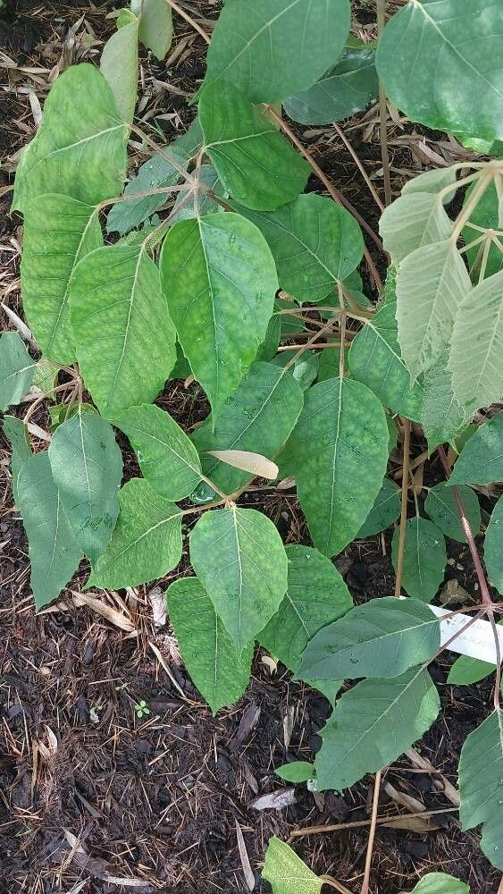 Heptapleurum delavayi — search result for 'Heptapleurum'