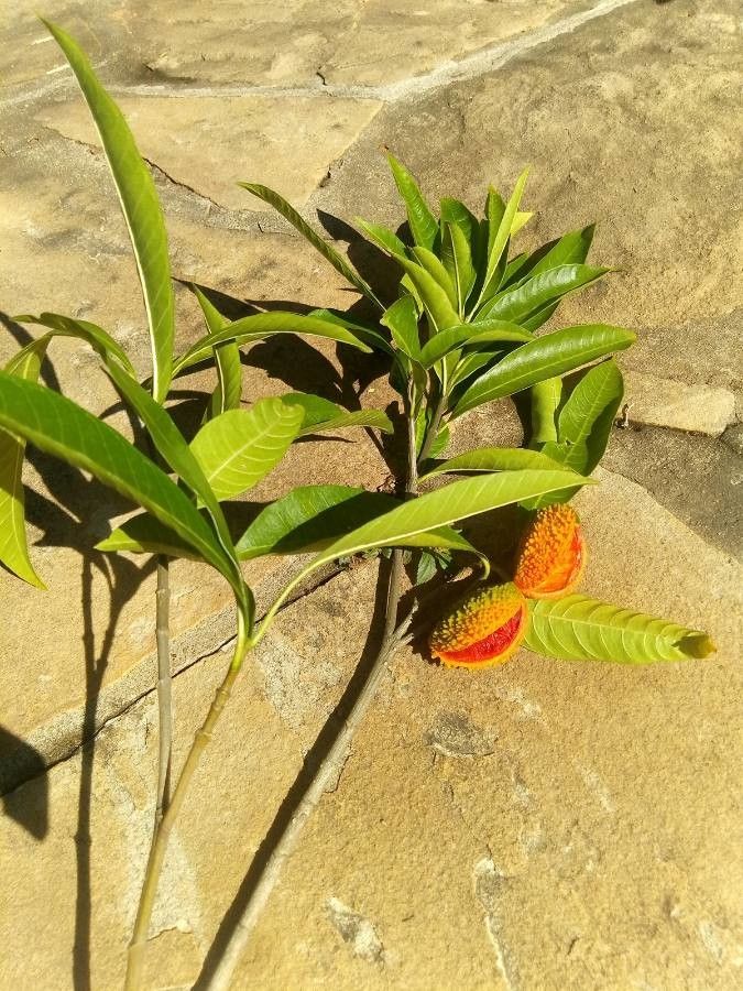 Tabernaemontana hystrix leaf