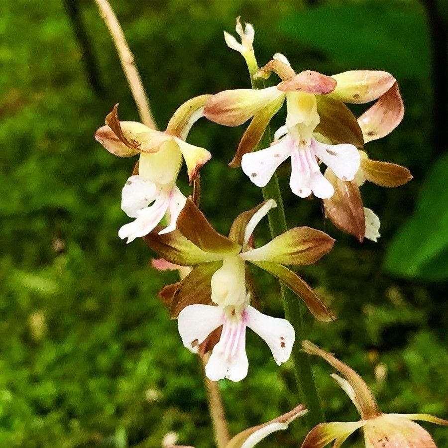 Calanthe discolor flower