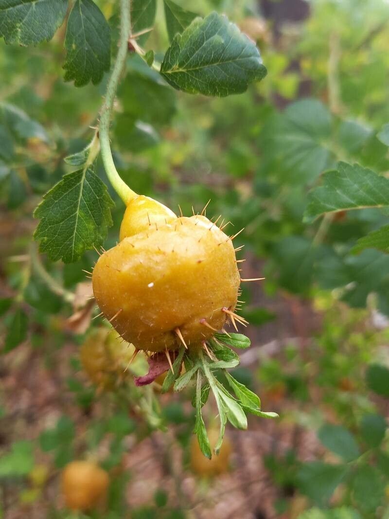 Rosa stellata fruit