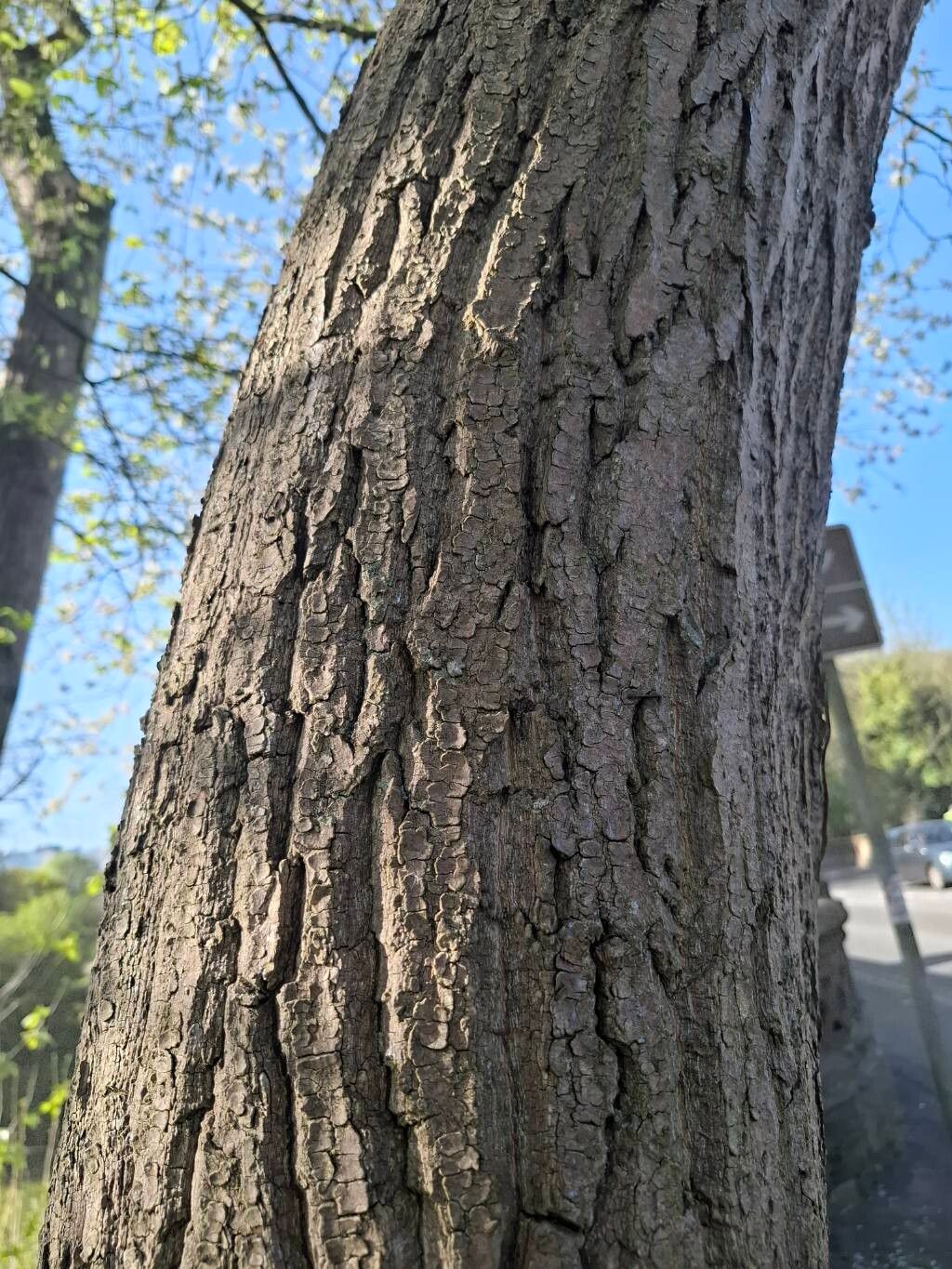 Populus × jackii bark