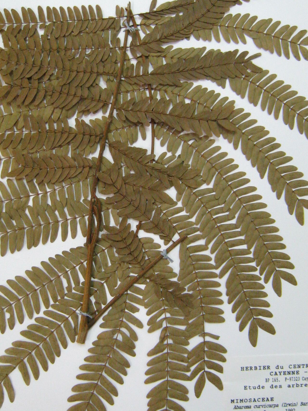 Abarema curvicarpa — search result for 'Guyana'