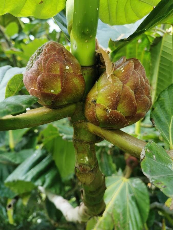Ficus dammaropsis flower