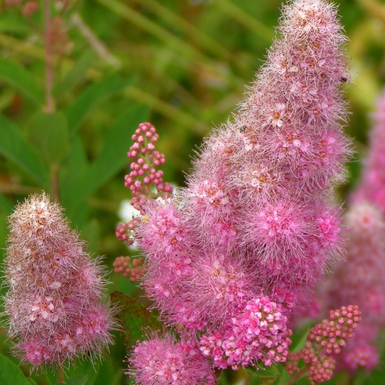 Spiraea x pseudosalicifolia flower