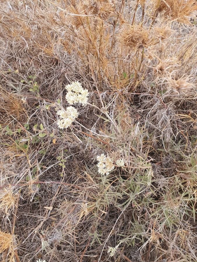Helichrysum glumaceum flower