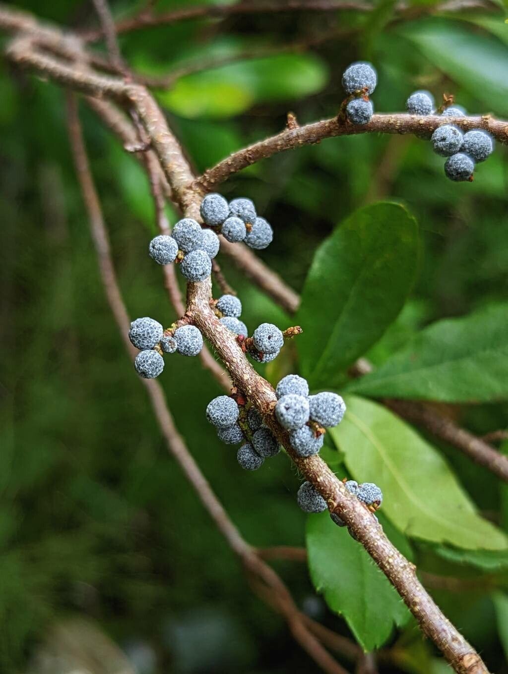Myrica caroliniensis fruit