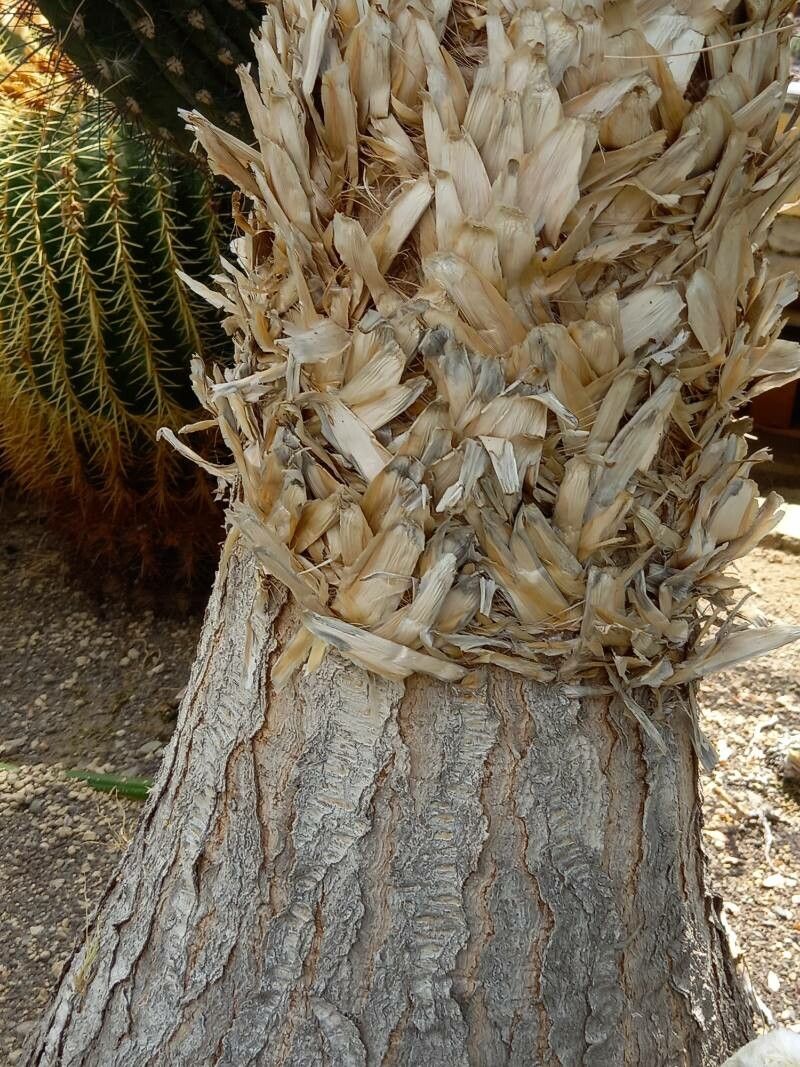 Beaucarnea stricta bark