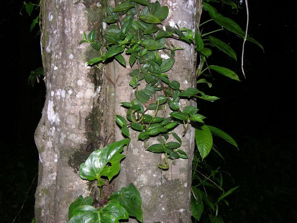 Peperomia portobellensis bark
