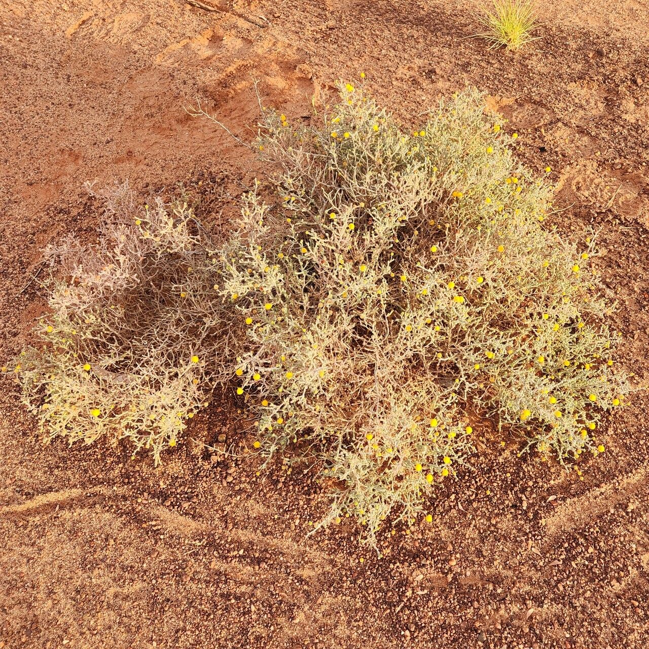 Acacia adoxa habit