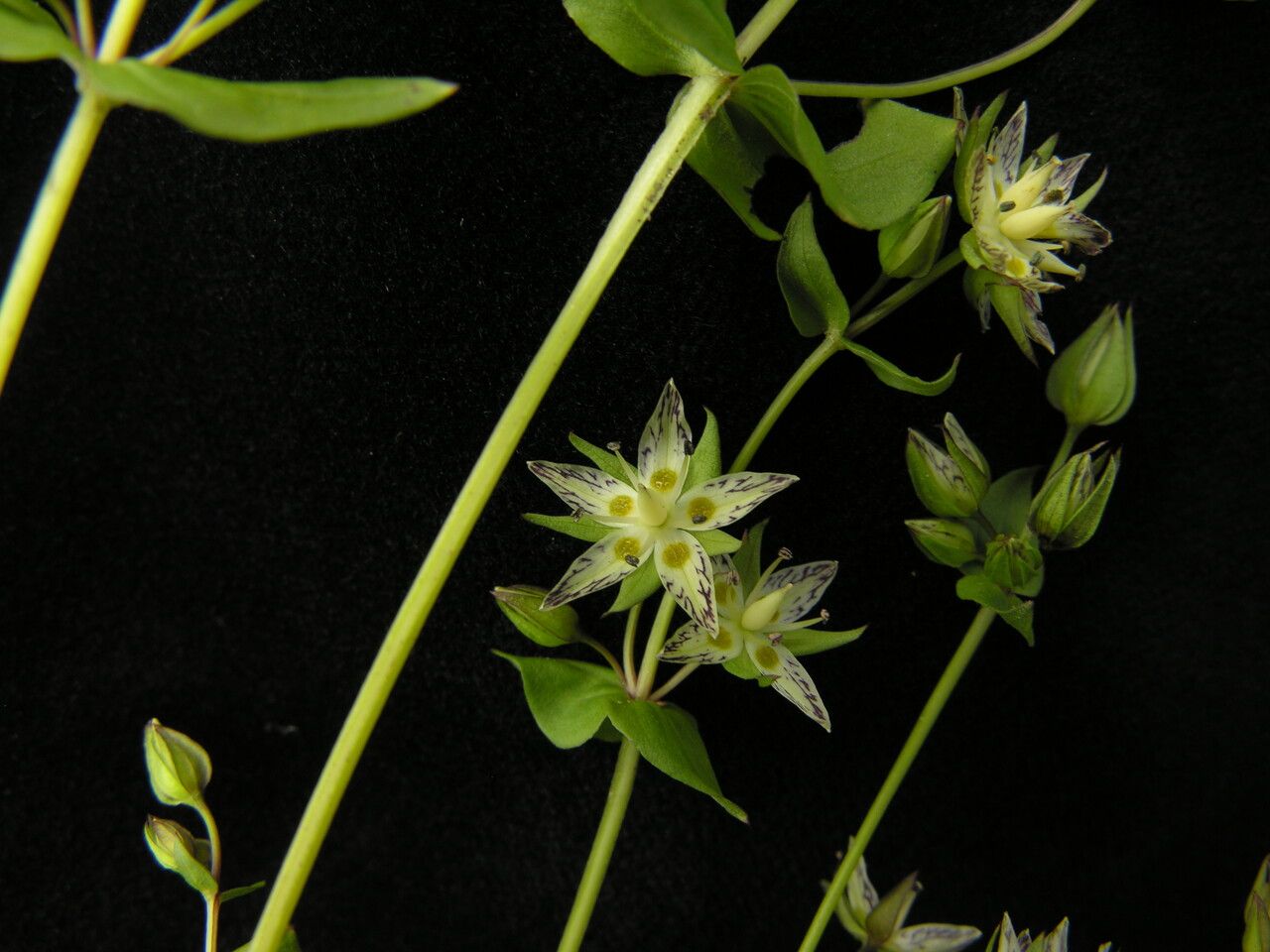 Swertia cordata habit