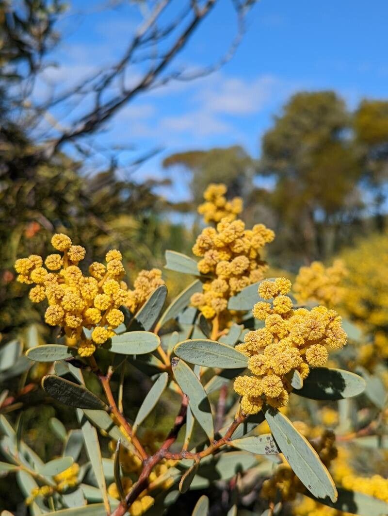 Acacia notabilis flower