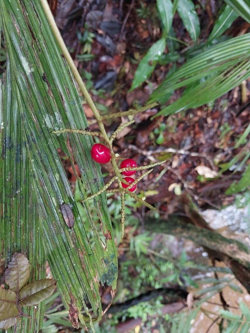 Dypsis louvelii fruit