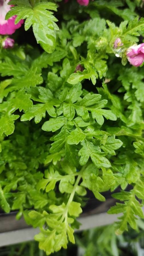 Schizanthus pinnatus leaf