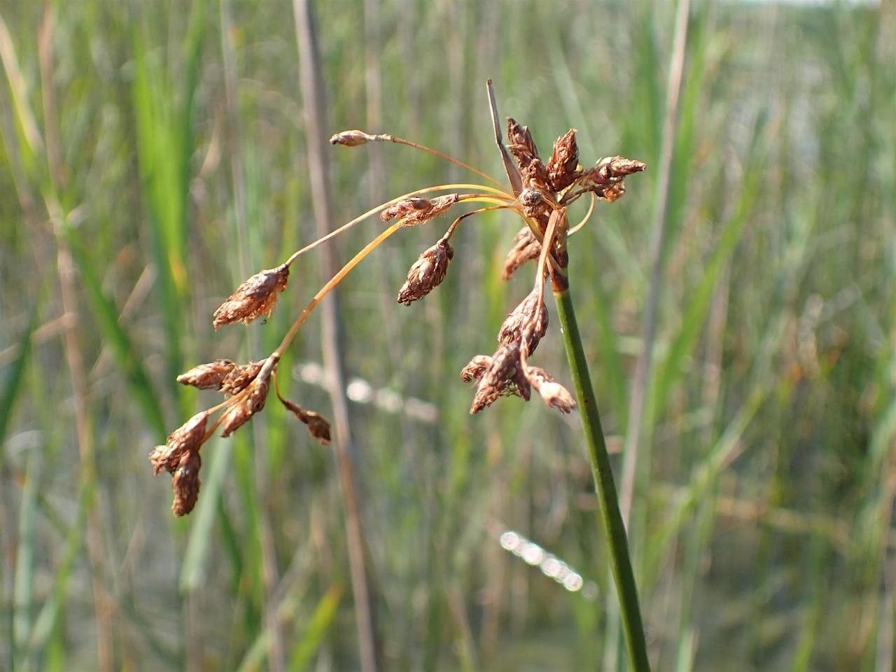 Schoenoplectus lacustris fruit