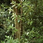 Ardisia elliptica