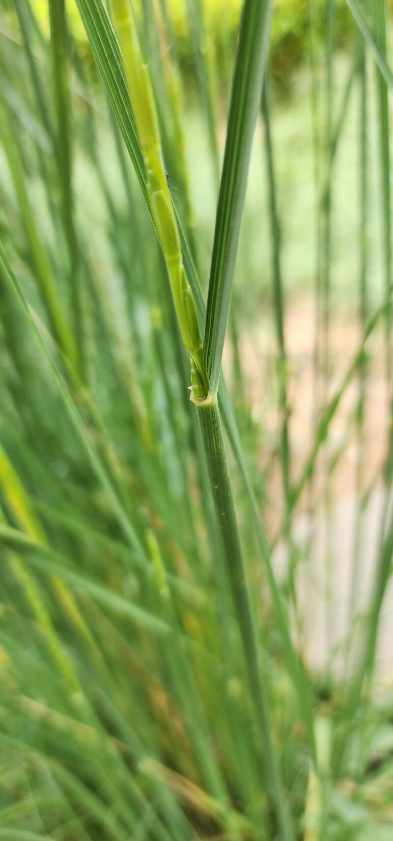 Thinopyrum obtusiflorum bark