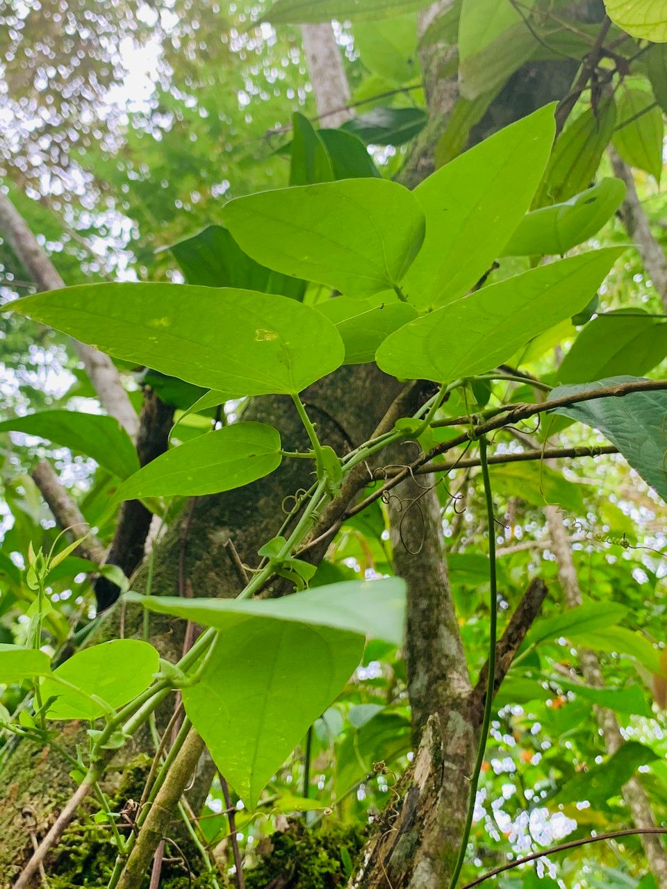 Passiflora oerstedii bark
