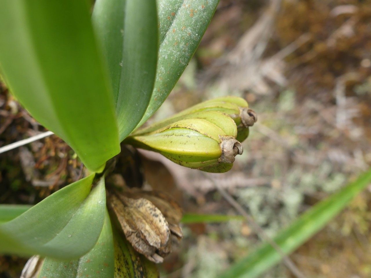 Angraecum borbonicum fruit