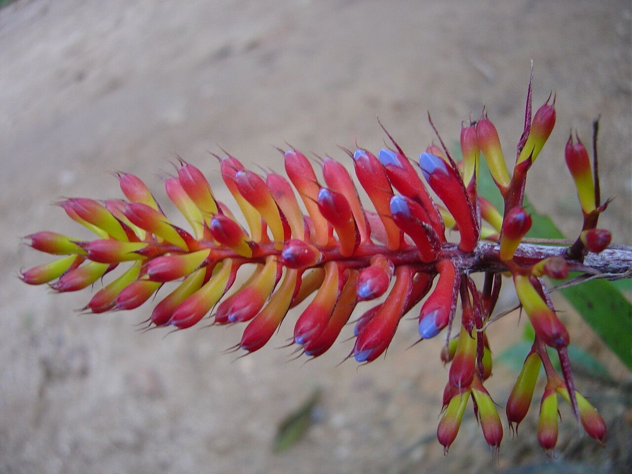 Aechmea organensis flower