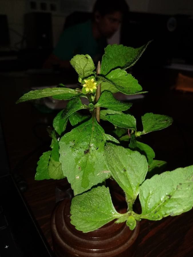 Melampodium costaricense leaf