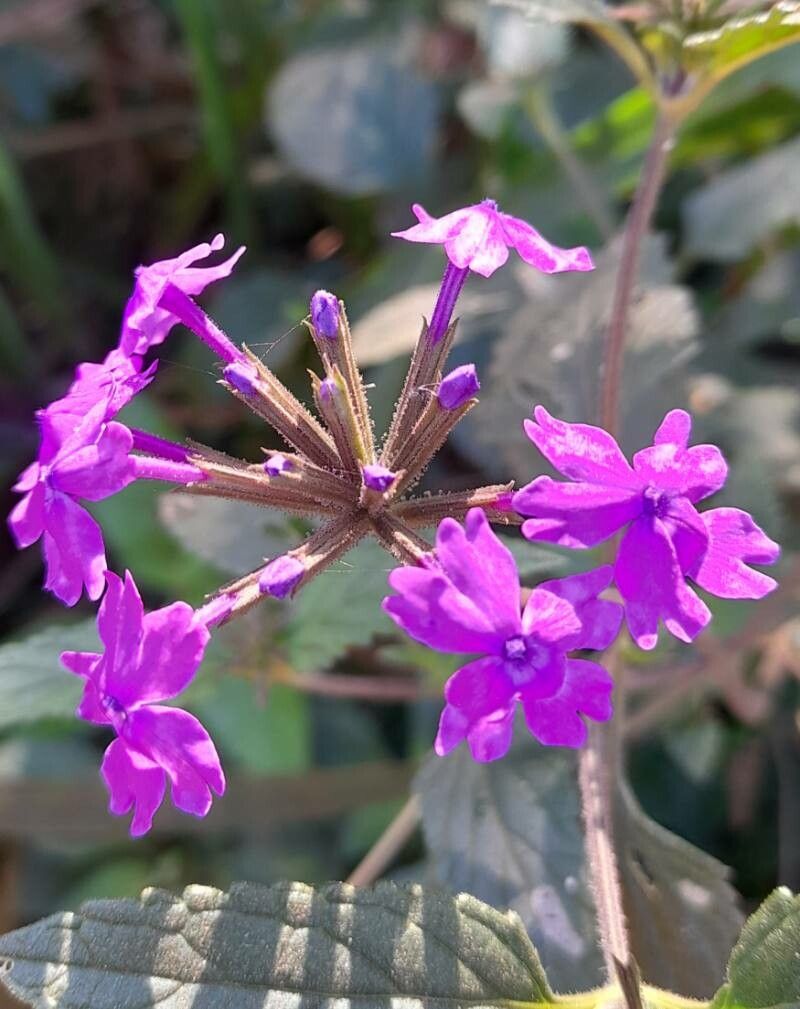 Verbena guaranitica flower