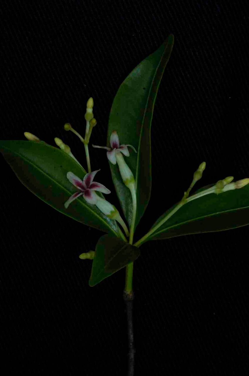 Rauvolfia capixabae flower