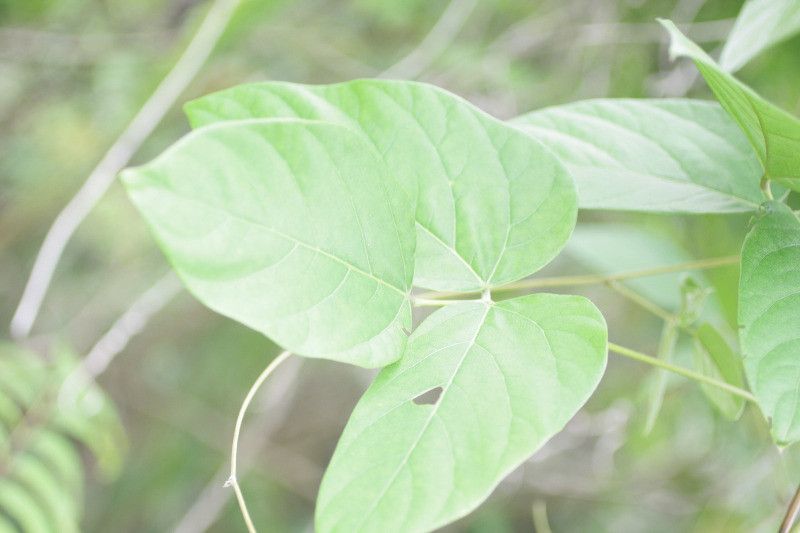 Mucuna pruriens — search result for 'Mucuna'