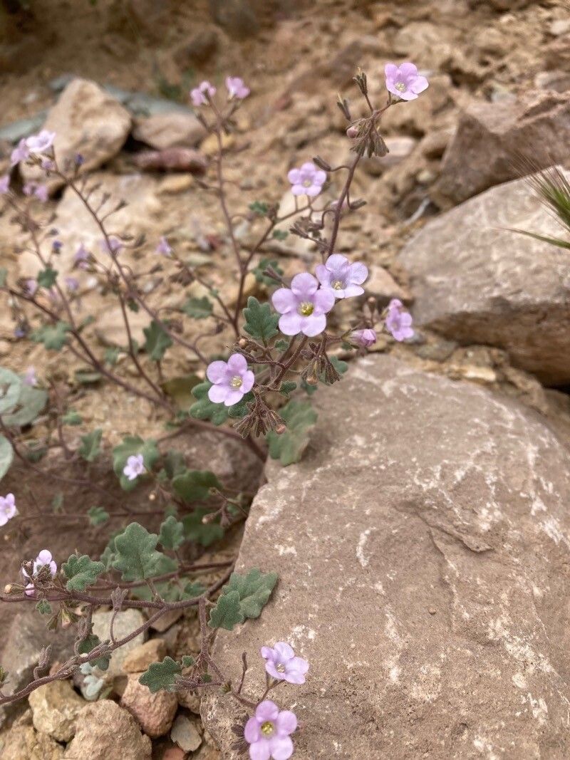 Phacelia pulchella — houseplant care guide