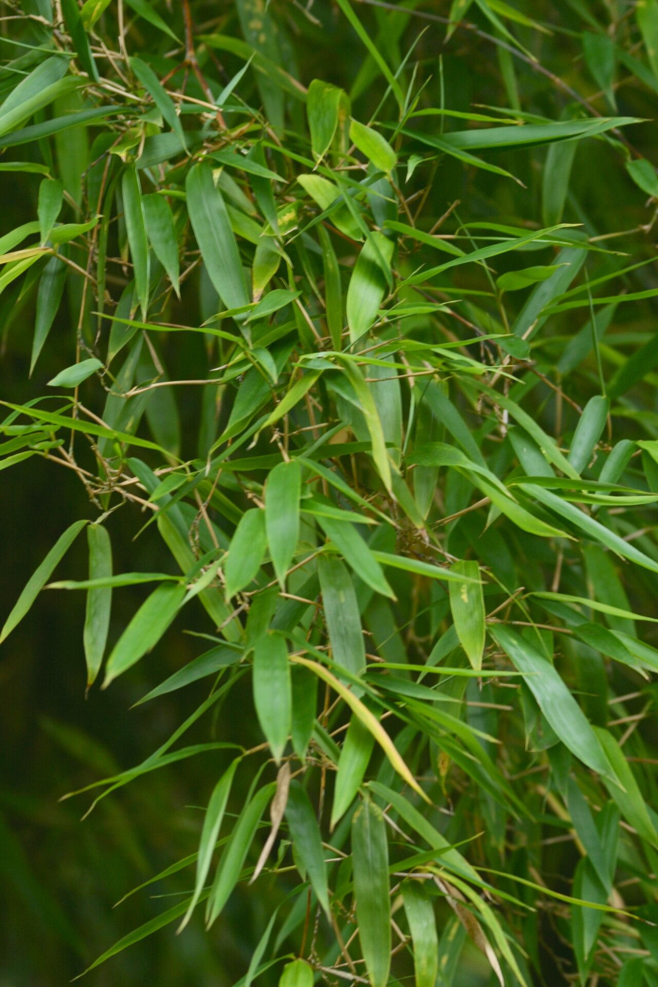 Phyllostachys heteroclada — search result for 'Phyllostachys'