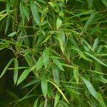 Phyllostachys heteroclada