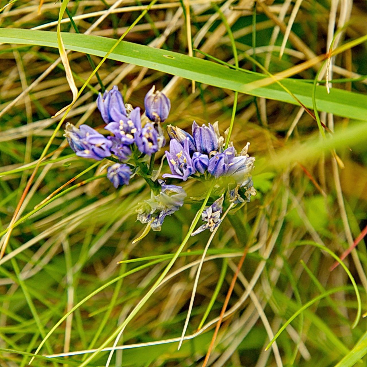 Triteleia grandiflora habit
