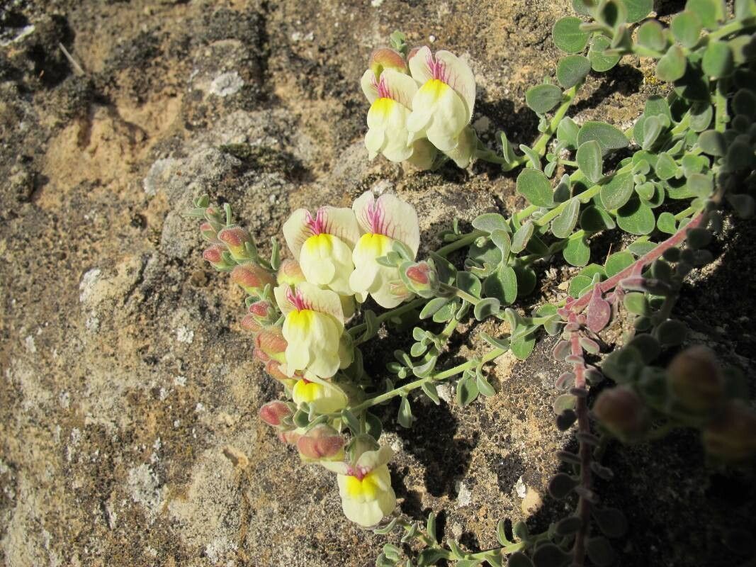Antirrhinum microphyllum — search result for 'Antirrhinum'
