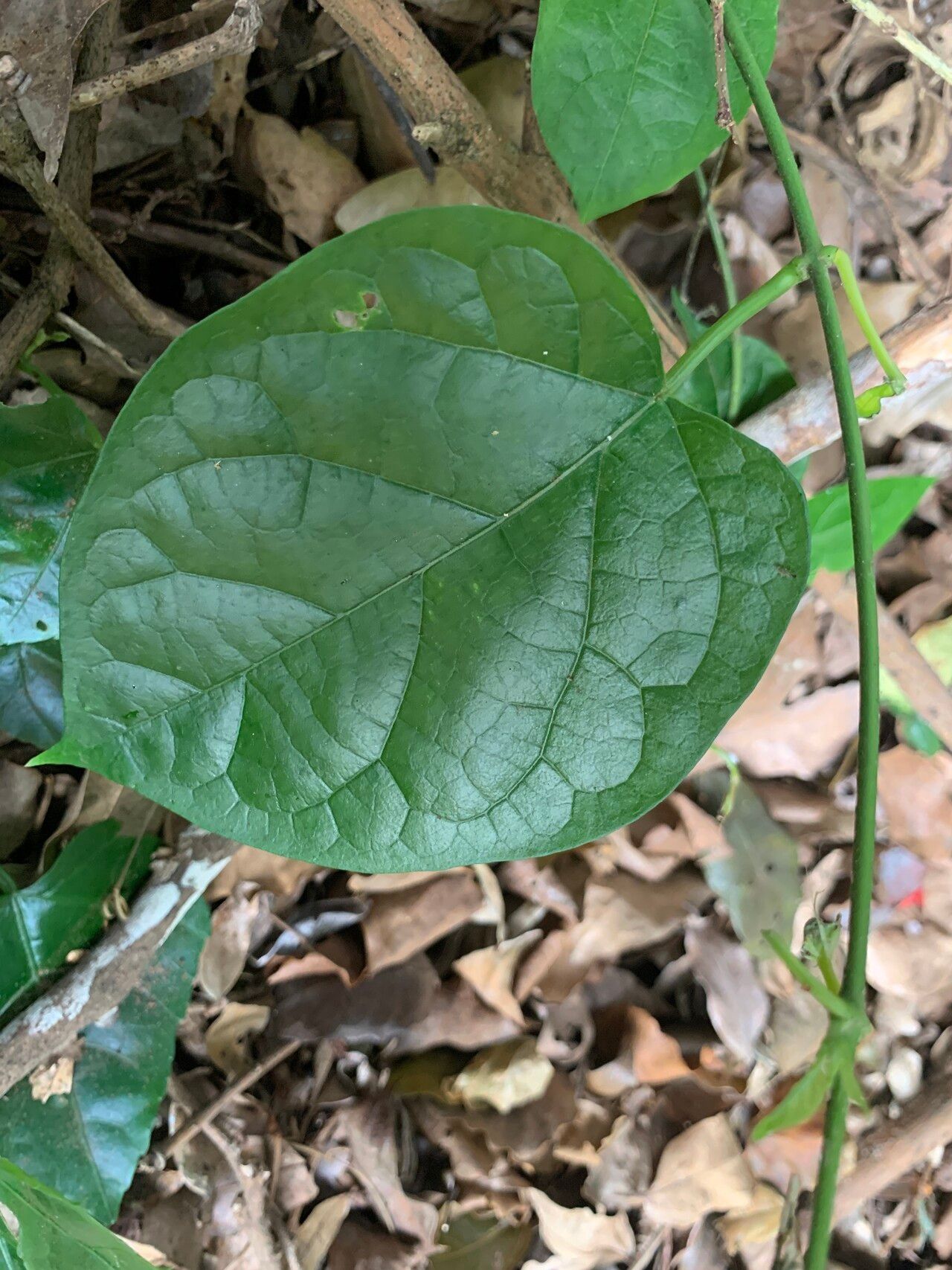 Telosma africana leaf