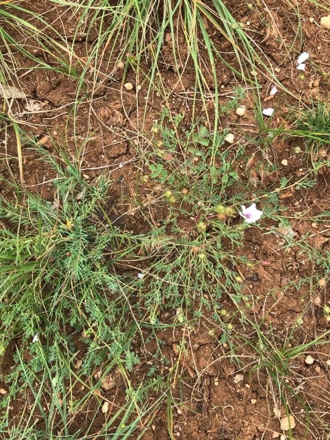 Linum tenuifolium fruit