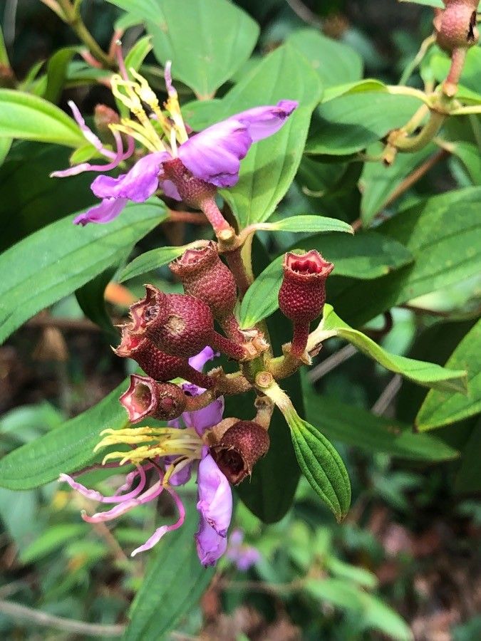 Melastoma malabathricum fruit
