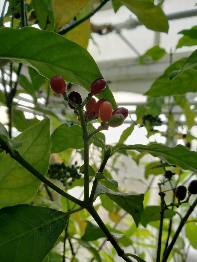Carapichea ipecacuanha fruit