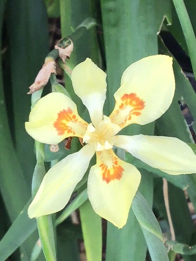 Dietes flavida — related species from the same genus
