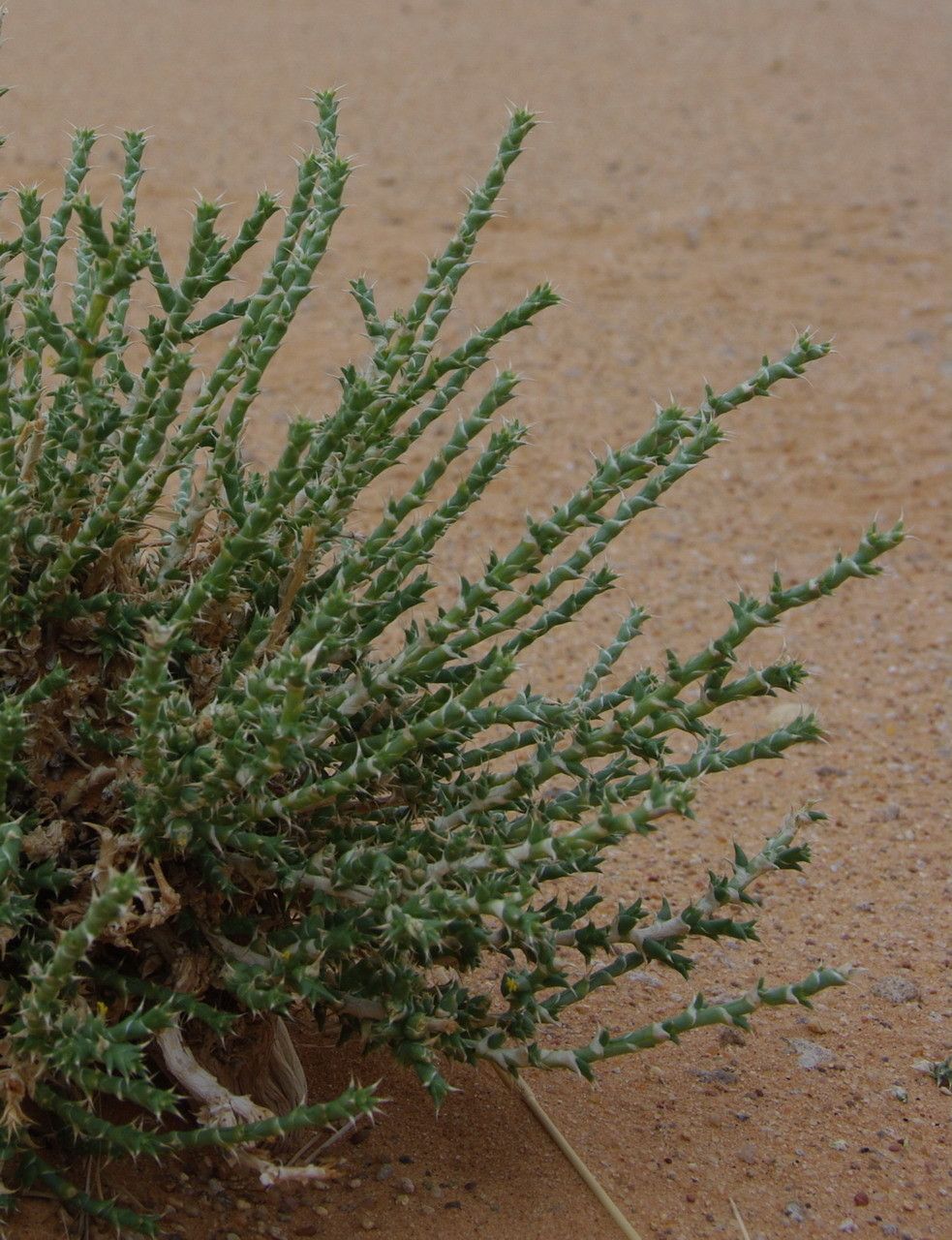 Cornulaca monacantha other