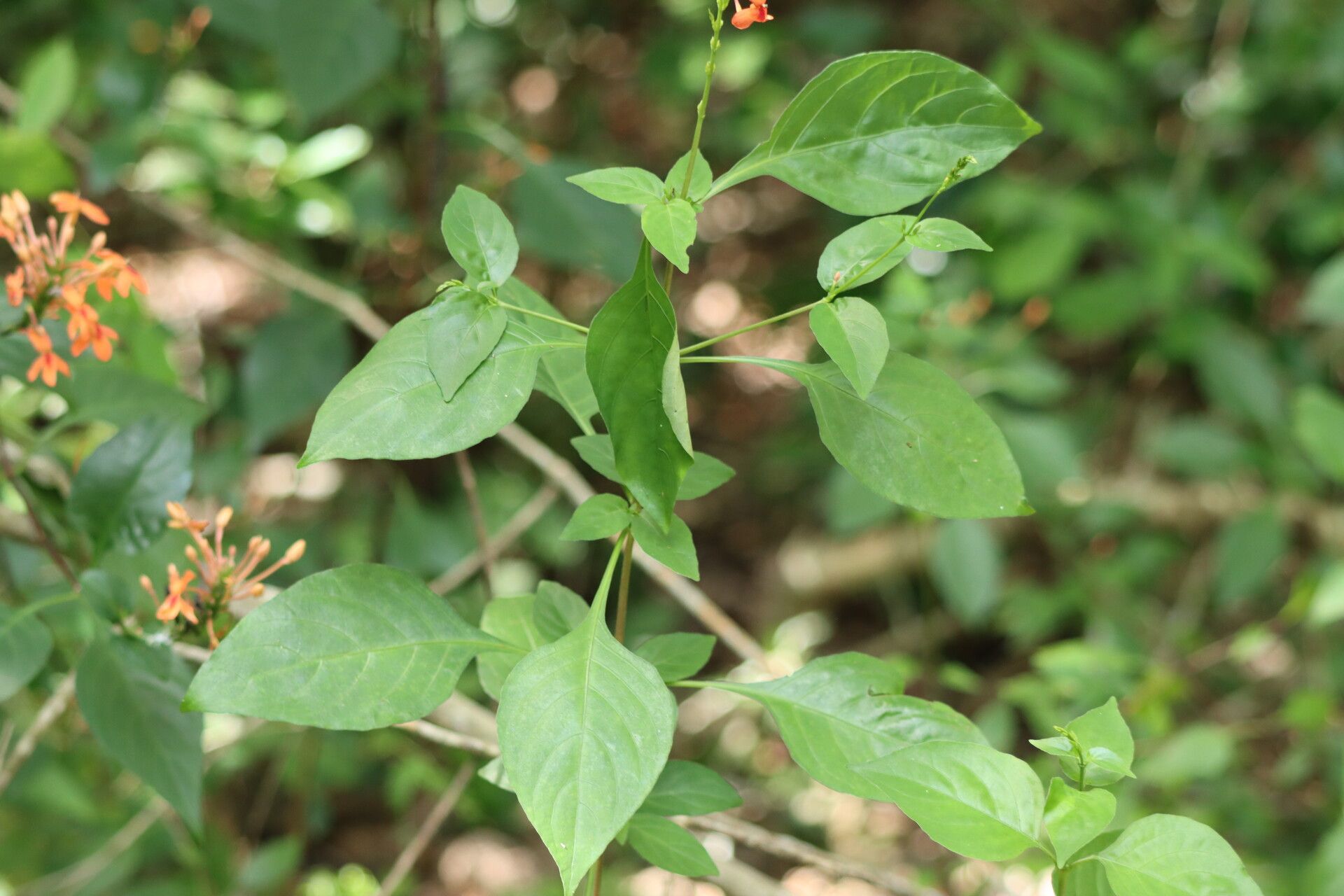 Pseuderanthemum hildebrandtii — search result for 'Pseuderanthemum'
