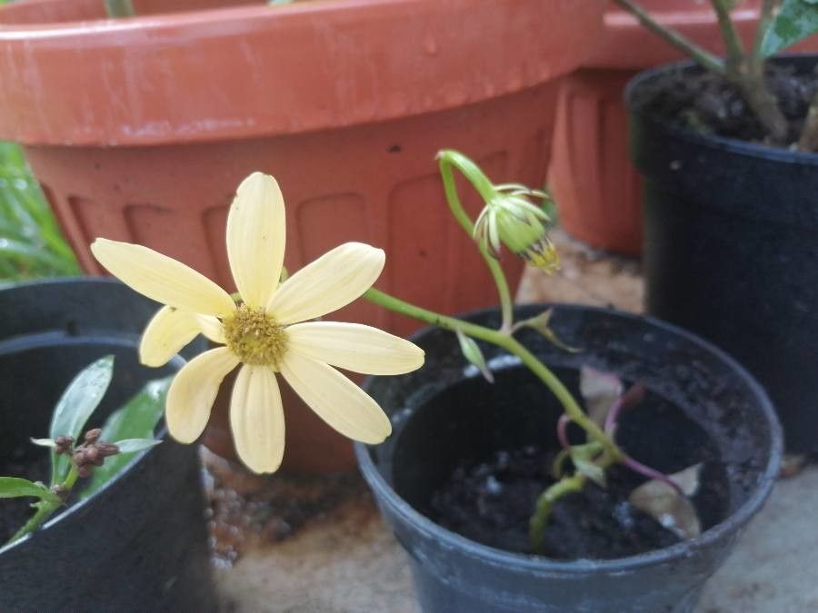 Senecio macroglossus flower