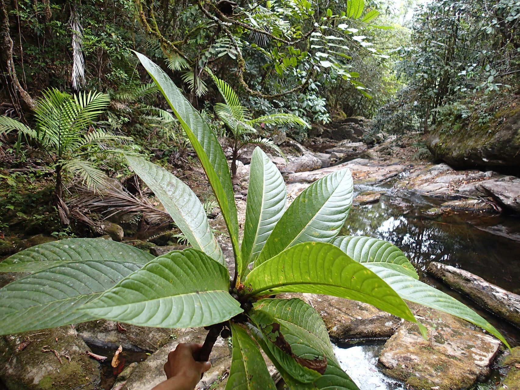 Ficus otophora — houseplant care guide