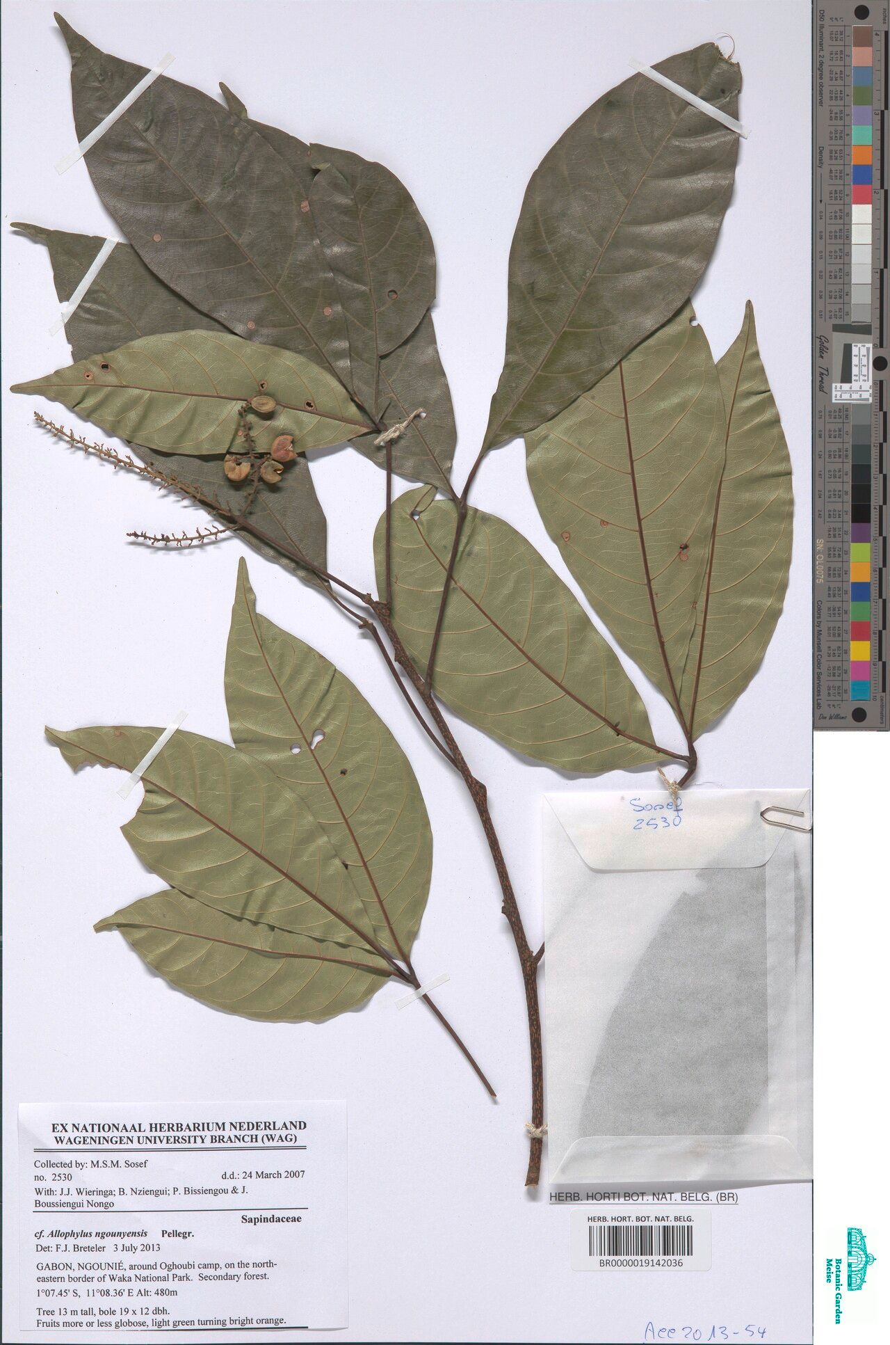 Allophylus ngounyensis — houseplant care guide