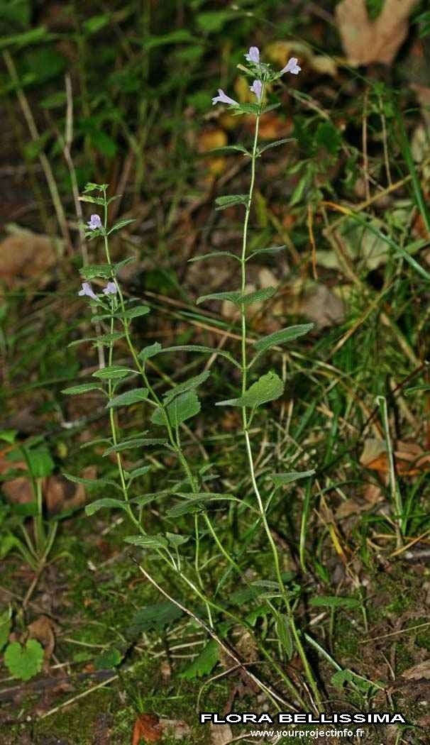 Clinopodium ascendens habit