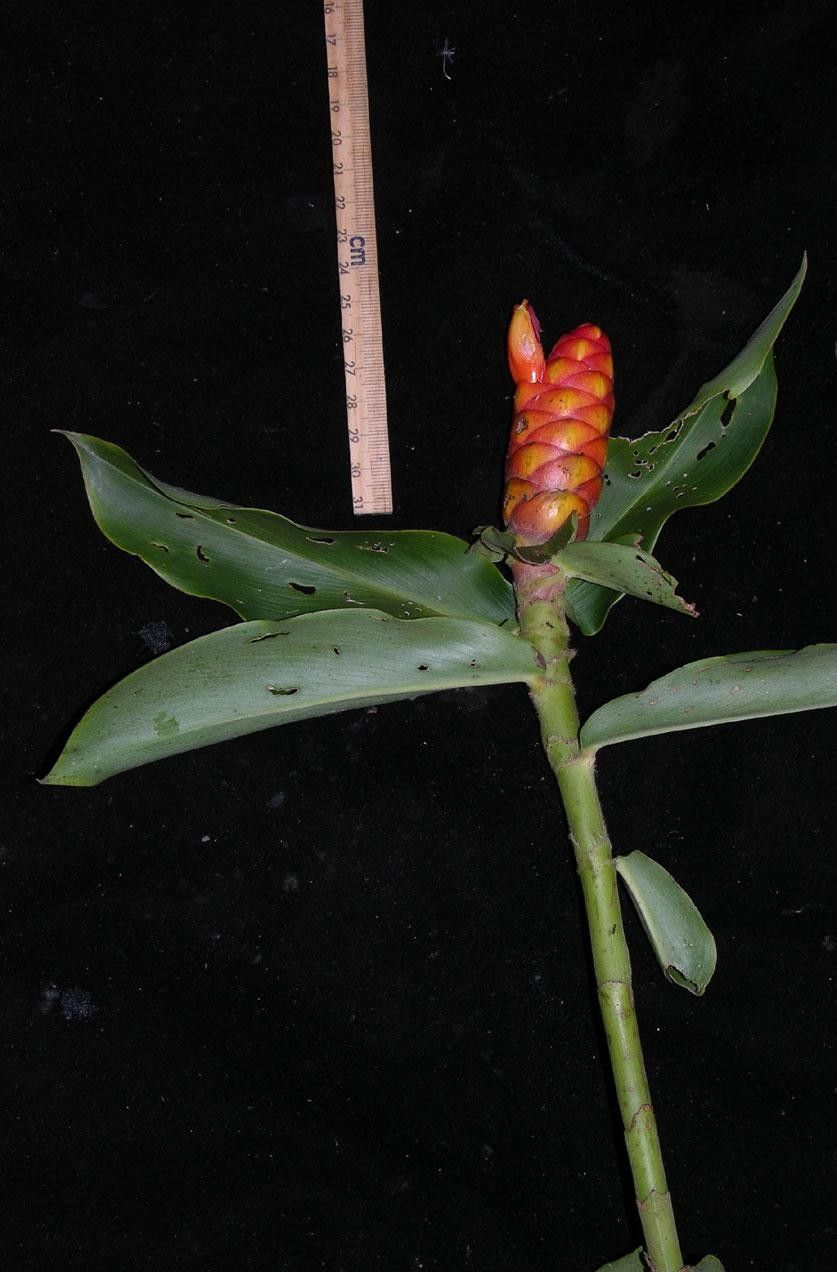 Costus lima fruit