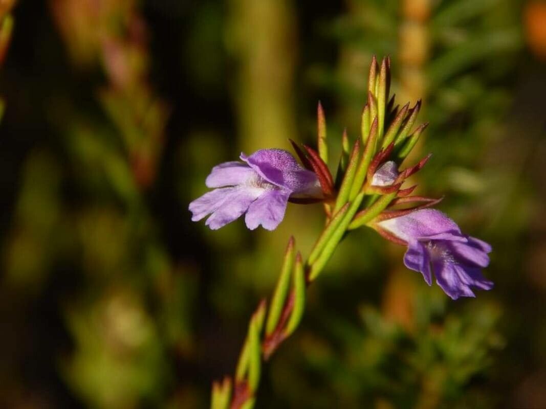 Prostanthera scutellarioides flower