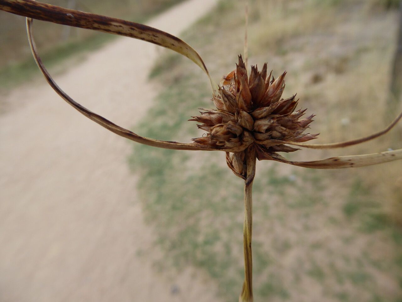 Cyperus capitatus fruit