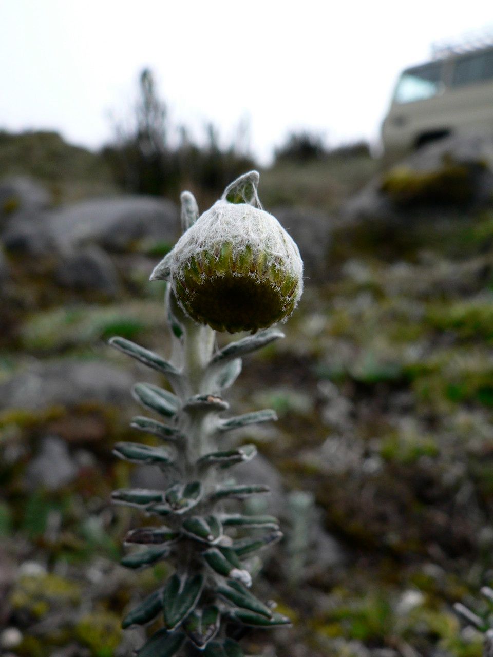 Lasiocephalus ovatus flower