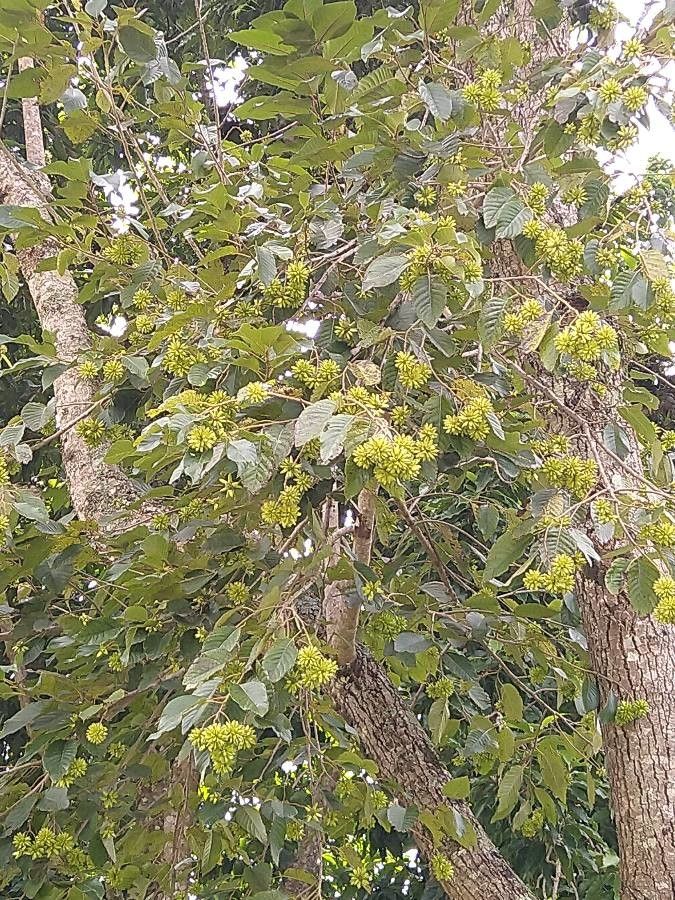 Camptotheca acuminata flower