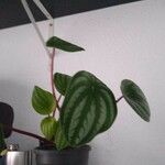 Peperomia argyreia